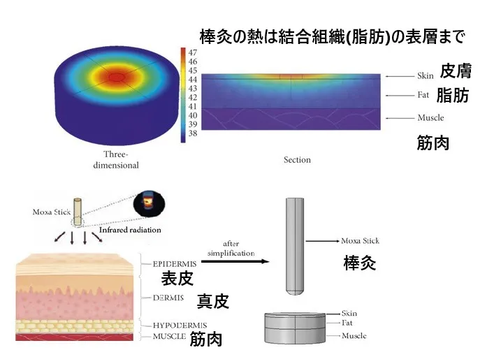 【科学の最前線：棒灸の熱は、結合組織(脂肪)の表層にのみ届き、筋肉まで届かない】