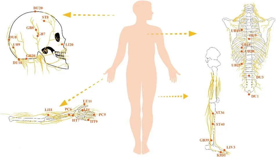 【鍼灸研究最前線：「血管性認知障害」】