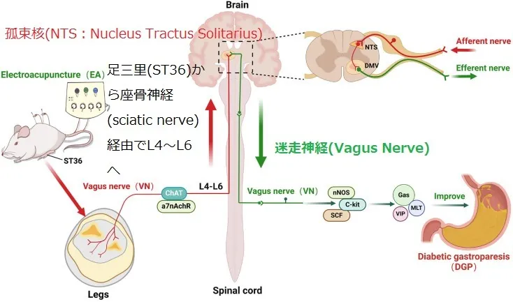 【鍼灸研究最前線：足三里のツボ】